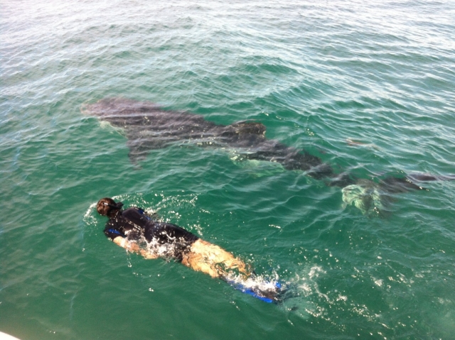 Snorkel con Tiburon Ballena